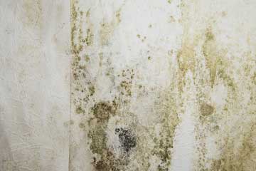 Removing mould and damp